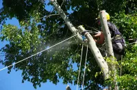 Élagage en hauteur Élagage en hauteur